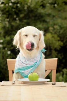 Golden Retriever with apple (diet)