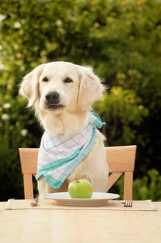 Golden Retriever with apple