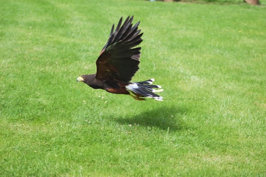 Eagle Buzzard (Buteo Rufinus)
