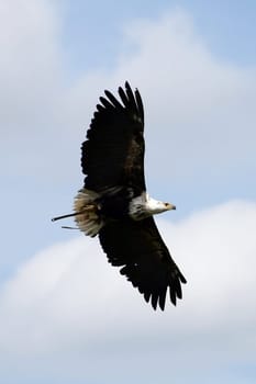 Rare freedom