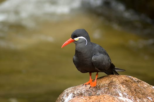 Inca tern