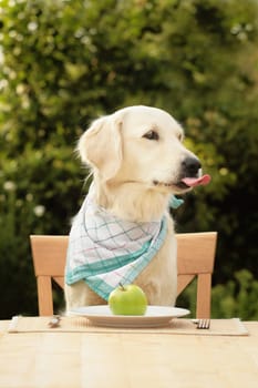 Golden Retriever with apple (diet)
