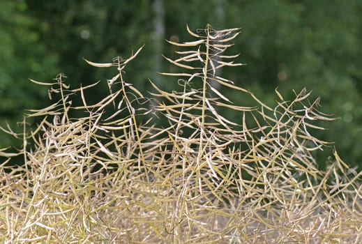 ripe rapeseed