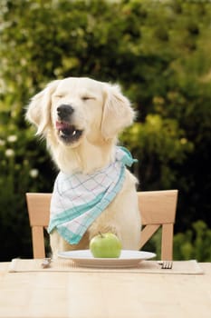 Golden Retriever with apple (diet)