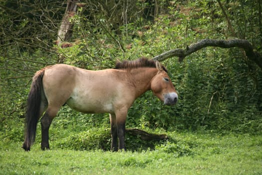 Asian wild horse