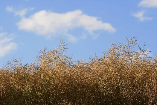 Ripe rapeseed