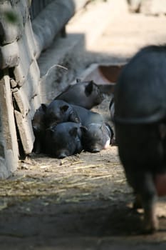 Piglet egg