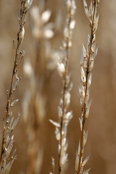 Withered grasses