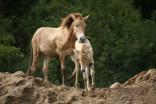 Przewalski's horses