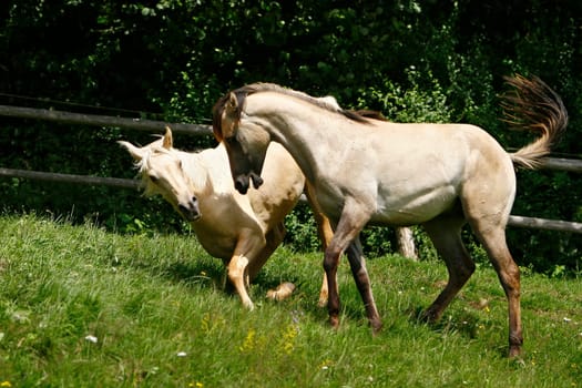 Silas &amp Duken are the yearling Arabian stallions,That's when it really got down to business,the two weren't too happy.