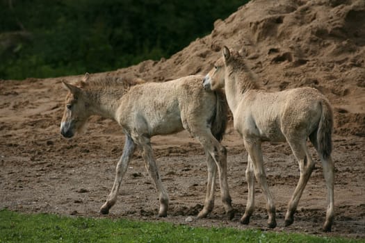 Przewalski's foal