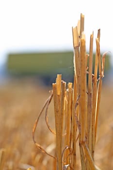 Stubble field