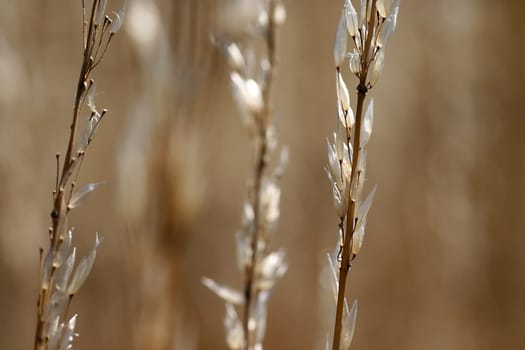 Withered grasses