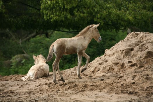 Przewalski's foal