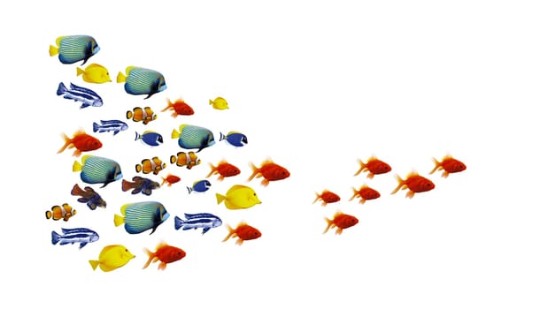 colorful fish