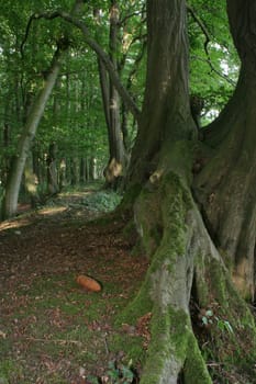 forest path