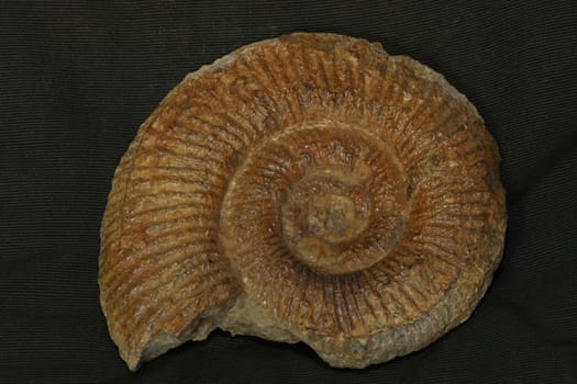 Ammonite