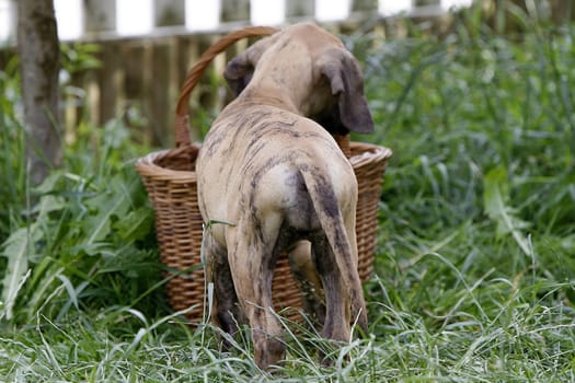 Brindle mastiff puppy