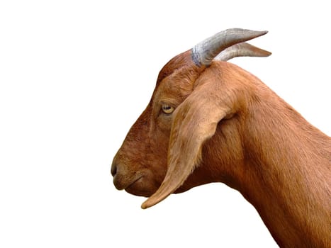 Goat