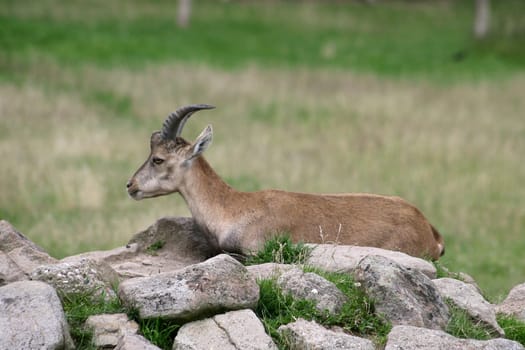 mountain goat