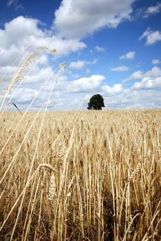 cornfield