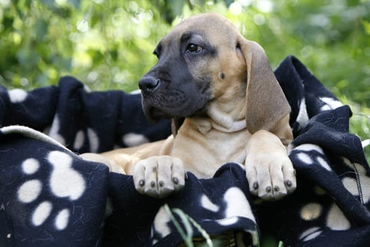 Great Dane Head Portrait