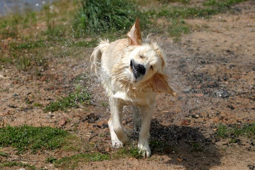 Shake yourself,but don't get me wet