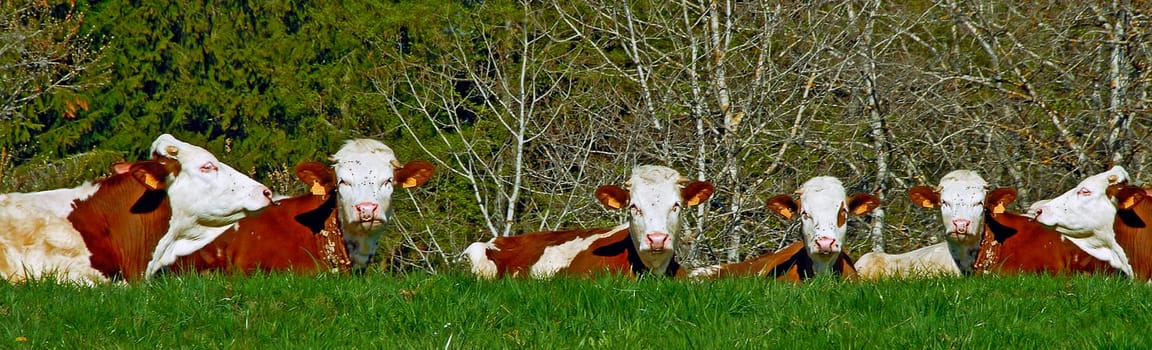 Simmental Fleckvieh - milk and meat breed from the Bernese Oberland,known since the Middle Ages. Distributed worldwide. By crossing with Red Holstein,the mixed breed Swiss Fleckvieh was created.