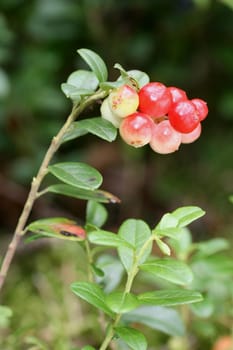 Cranberries