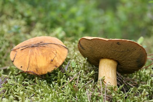 Sand mushrooms