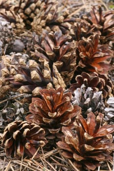 Pine cones