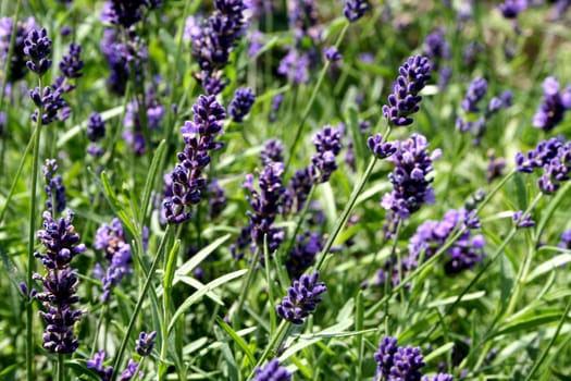 Lavender (2)