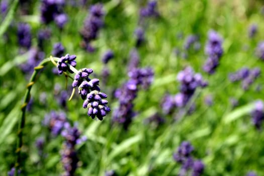 Lavender