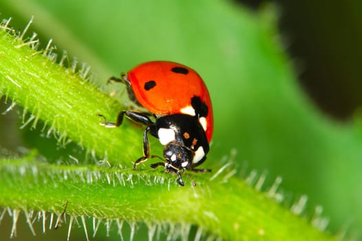 Ladybird