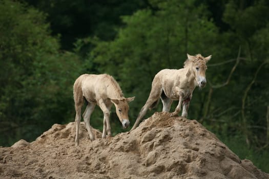 Foal