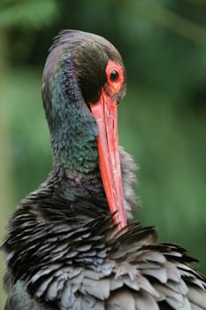 Black stork