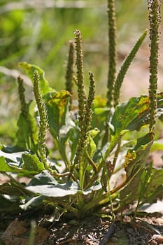 Plantain