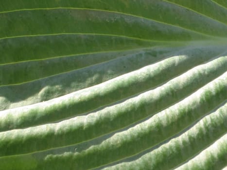 Leaf