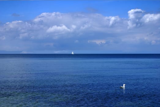 The Lonely Sailor and the Sole Seagull