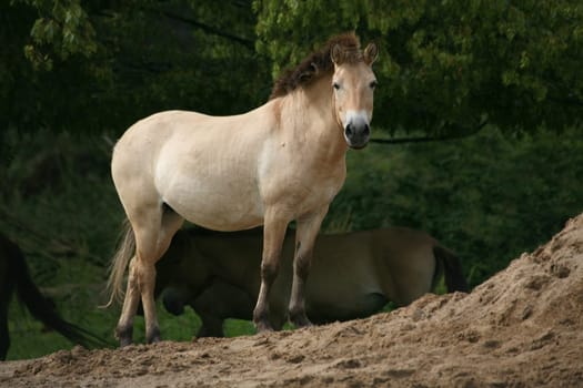 Asian wild horse