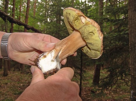 Porcini mushroom find