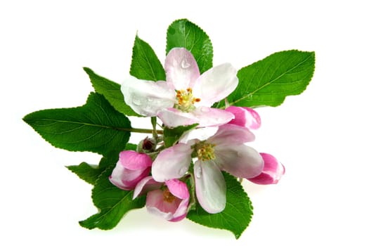 Apple blossoms