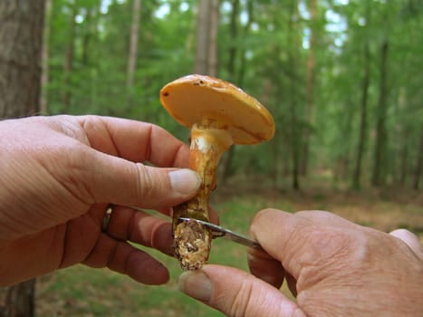 Cleaning the fungus