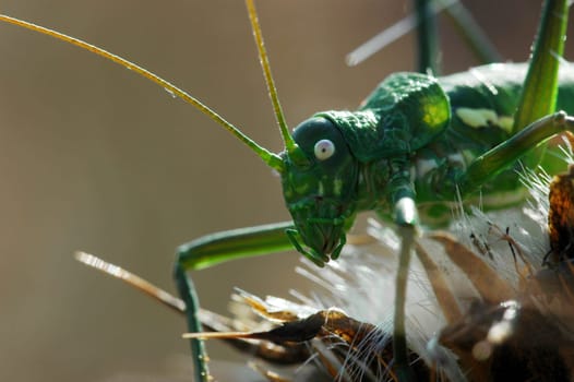 Grasshopper 1
