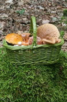 Mushroom basket