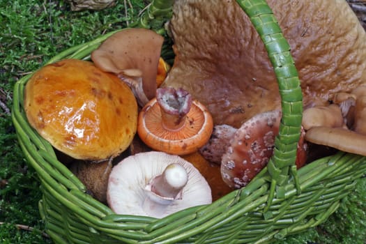 Mushroom basket