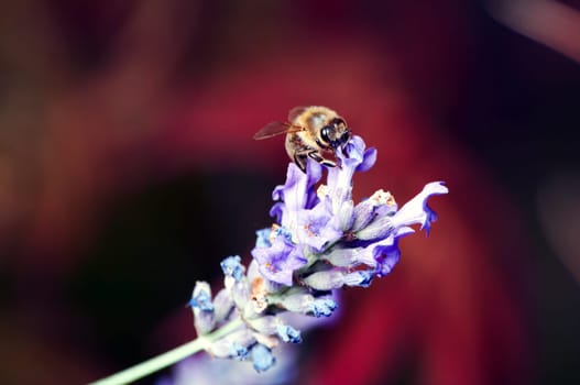 Bee on lavender