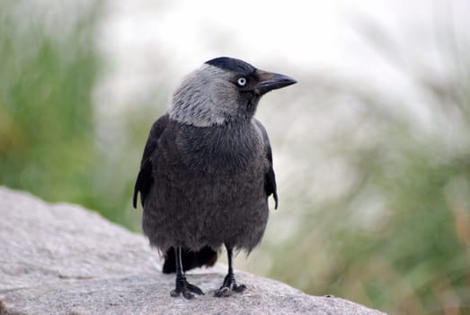 Jackdaw