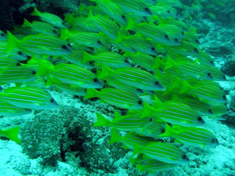 On the reef...