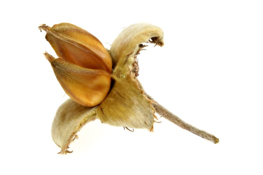 Beechnut